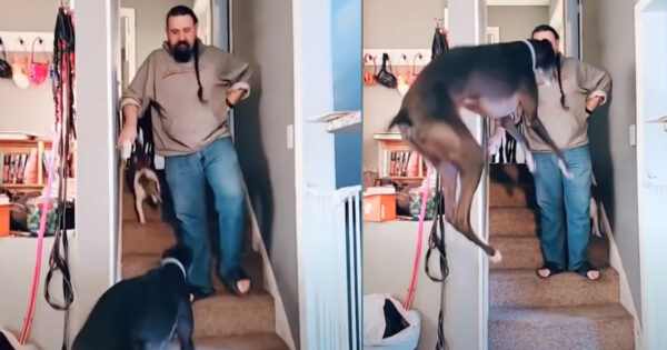 Large Great Dane Jumps For Joy When Dad Puts Pants On