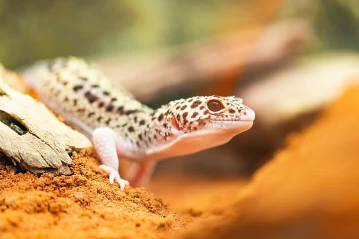 Gecko, Leopard Gecko, Lizard, Reptile
