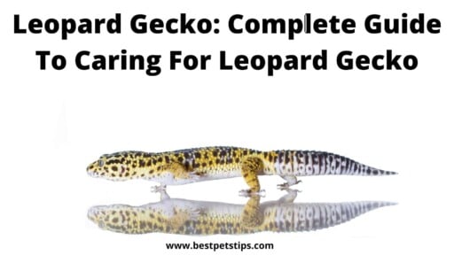 Leopard Gecko: Complete Guide to Caring for Leopard Gecko