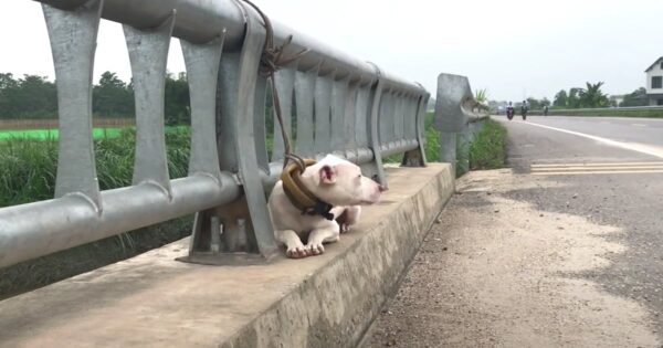 Little Dog Tied And Left On The Side Of The Road Couldn’t Rest His Head