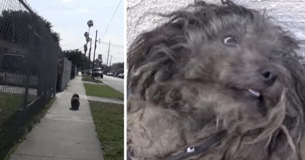 Little Dog Was Abandoned On The Street A Year Ago And Became Unrecognizable