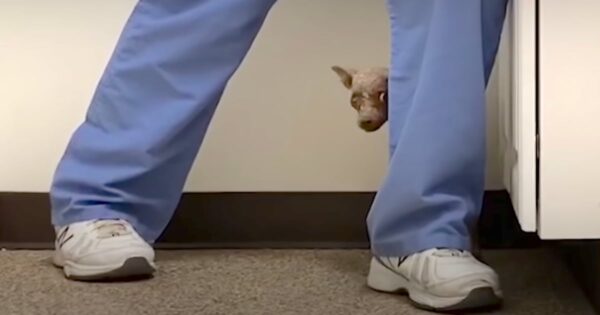 Little Dog Who Was One Big Scab Was So Scared And Timid