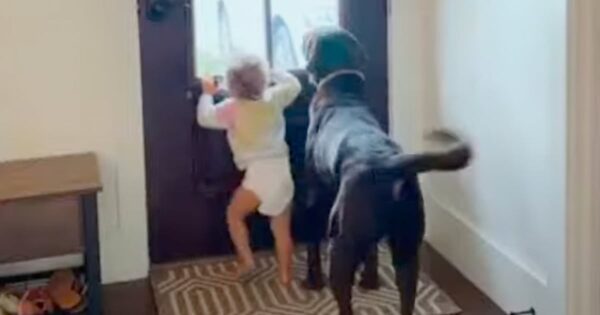 Little Girl And Her Dog Await The Arrival Of Their Favorite Person In The World