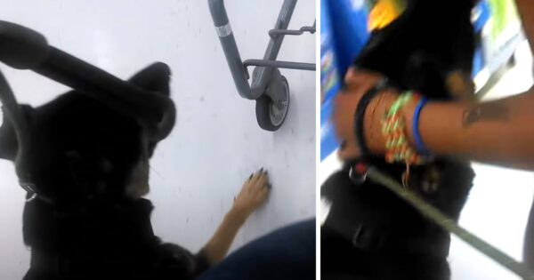 Little Girl Asks If She Can Pet Woman’s Service Dog, Is Told No