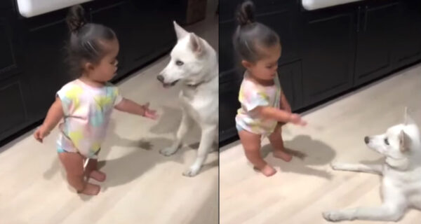 Little Girl Happy To Get Dog To Follow Instructions For Treats