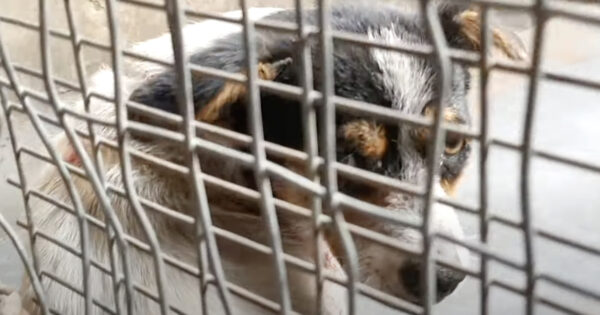 Little Pup Didn’t Know What He Did Wrong To End Up Solo In This World