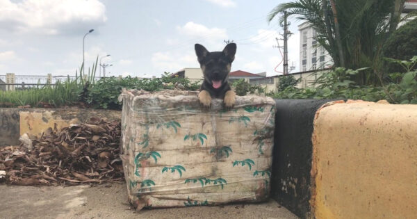 Little Puppy Abandoned In A Trash Can Cries Out For A Savior