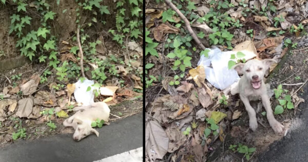 Little Puppy Found By A Busy Road Wouldn’t Stop Screaming At His Rescuer