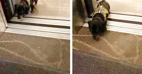 Little Sausage Dog Takes A Big Leap Into The Elevator