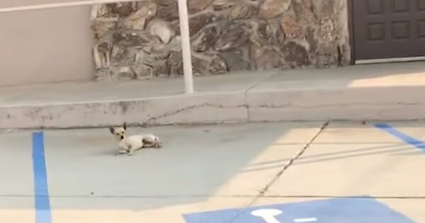 Little Stray Made Her Home At A Church Parking Lot For Three Years