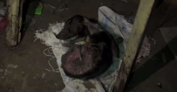 Lonesome Puppy Hid In The Dark And Always Kept His Tail Between His Legs