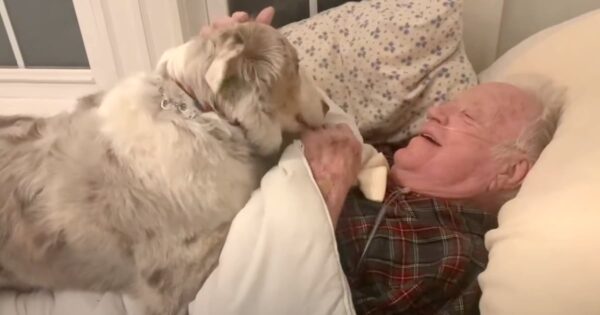 Loving Dog Comforts Grandpa For A Wholesome Encounter