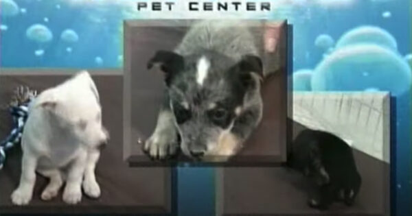 Low-Budget Pet Commercial Is A Master Class In How To Write A Catchy Jingle