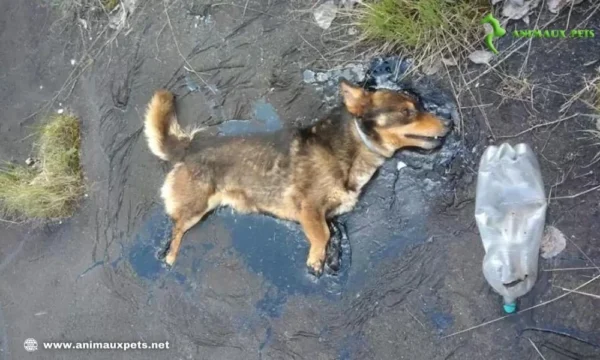 L’histoire du chien coincé dans le goudron