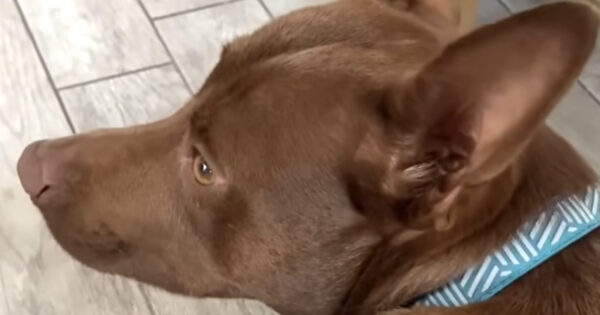 Mad Dog Tells Mom That She’s Hungry And Wants To ‘Eat Eat Eat’