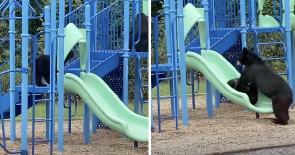 Mama Bear And Her Cub Decide To Have Some Fun On The Playground