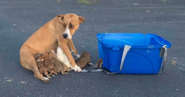 Mama Dog And Her 9 Puppies Found Abandoned In A Church Parking Lot