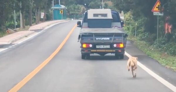 Mama Dog Chases After The Truck That Took Her Puppies