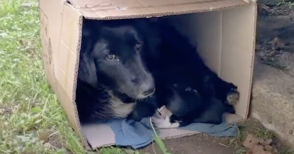 Mama Dog Found Cuddling Her Puppies In A Box To Keep Them Safe