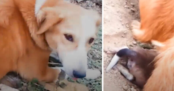 Mama Dog Found With A Pup Stuck In Her Birth Canal Needed To Get The Others Out