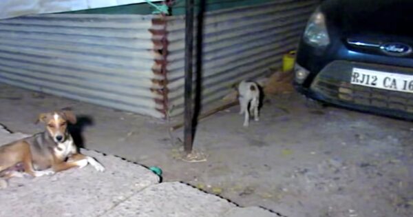 Mama Stood By Helplessly As Her Puppy Needed A Helping Hand