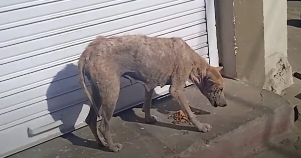 Mama Suffered On The Street Doing What She Could To Provide For Her Little One