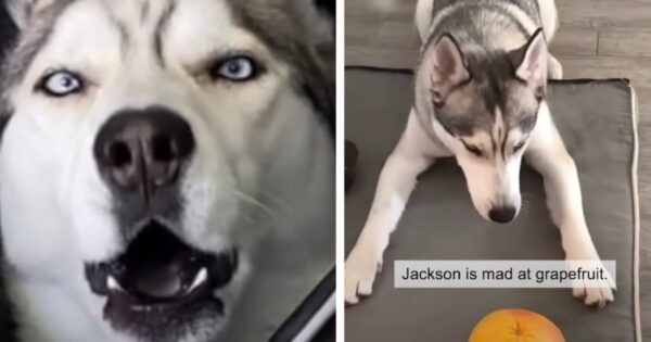 Man Adopts A Husky Only To Discover His Tantrum ‘Problem’