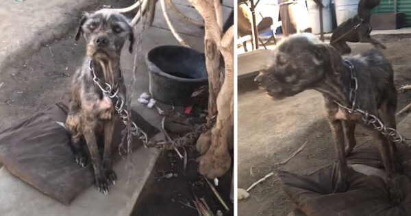 Man Agrees To Hand Over Neglected Puppies But Wants To Keep Chained-Up Mama