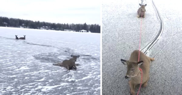 Man Comes Across Deer Stranded Out In The Middle Of Frozen Lake