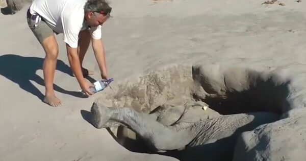 Man Comes Across Elephant Calf Stuck In A Hole And Starts Pouring Water