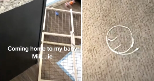 Man Comes Home To A Mess Before Finding The Dog In A New Hiding Spot