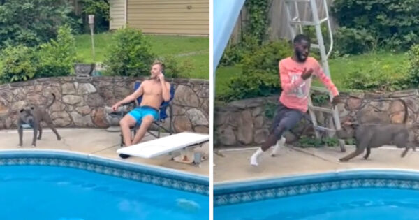 Man Doesn’t Believe Friend’s Dog Won’t Bite, Makes A Great Escape