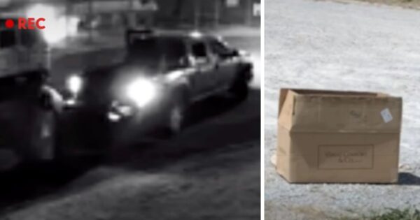 Man Dumps Box With Dying Baby Animal In Parking Lot And Drives Away