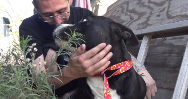 Man Feels He’s Betraying Dog; ‘I Gained His Trust, Now I’m Backstabbing Him’