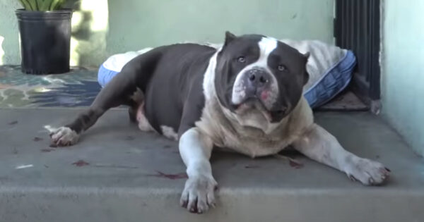 Man Finds Giant Tank Of A Dog On His Porch Surrounded By Red