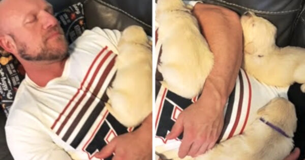 Man Lies On The Couch With The Puppies, And They All Start Drifting Off