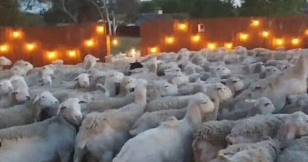 Man Looks Out Back To See That 200 Sheep Have Invaded His Yard