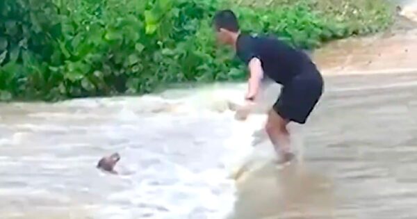 Man Makes Daring Attempt To Rescue Dog From Raging Floodwaters