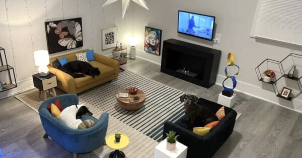 Man Makes Mini Condo For His Dogs Out Of A Spare Bedroom