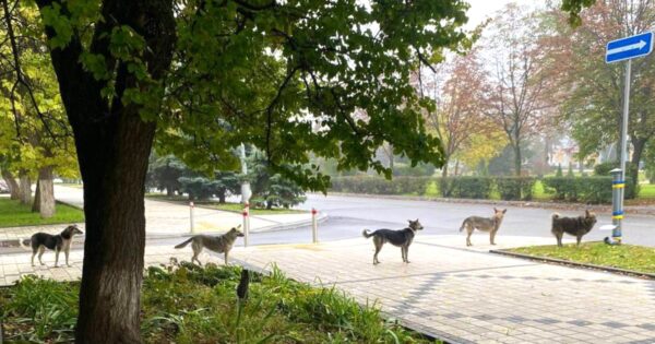 Man Sees Homeless Dogs Standing In Single-File Line Waiting To Receive Help