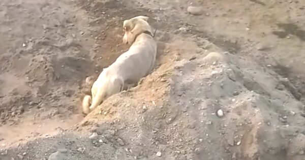 Man Sneaks Up On Dog Who’s Dragging A Wire, And Then He Sees The Neck