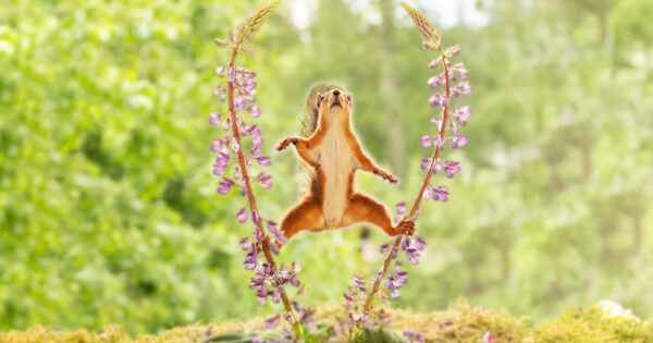 Man Spots Gymnast Of A Squirrel Outside Motivated By Food