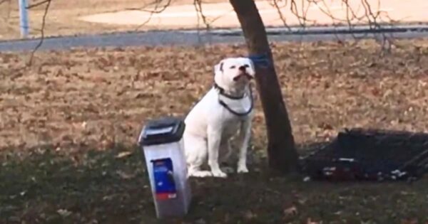 Man Stumbles Upon Shivering Dog Tied To Tree And Abandoned In The Freezing Cold