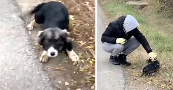 Man Tries To Gain Trust Of Playful Yet Skeptical Puppy All Alone On The Street