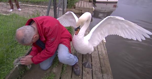 Man Tries To Rescue Baby Swan From Fence While The Father Attacks Him