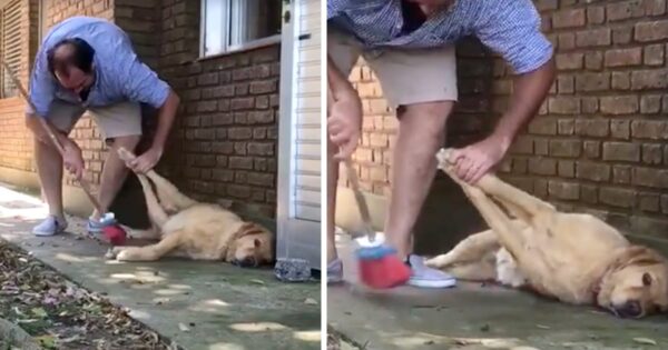 Man Trying To Do Chores Has To Sweep Around His Lazy Dog