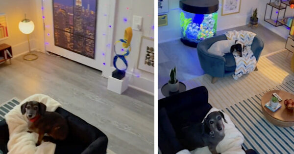 Man Turns The Spare Bedroom Into A Luxury Doggy Condo