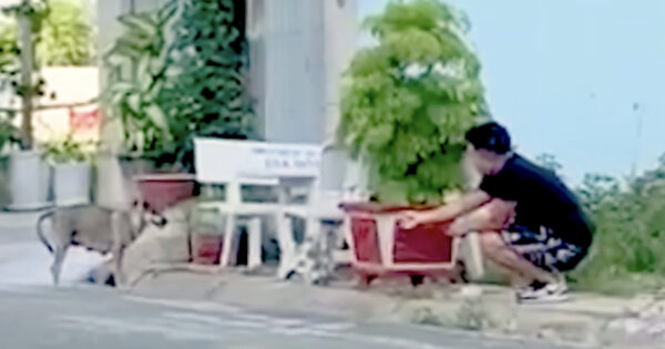 Man Visited A Stray Every Day Until She Went Missing