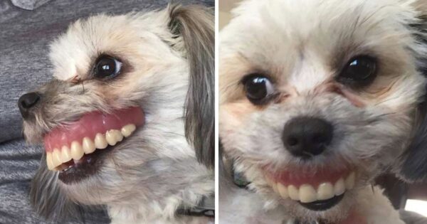 Man Wakes Up To Missing Dentures, Finds Dog With A Brand New Smile