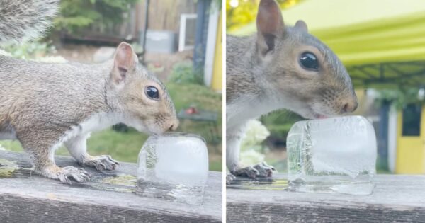 Man’s Offering Of An Ice Cube On A Hot Day Is Greatly Appreciated By A Squirrel